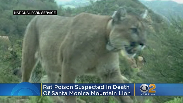 Rat Poison Suspected In Death Of Santa Monica Mountain Lion