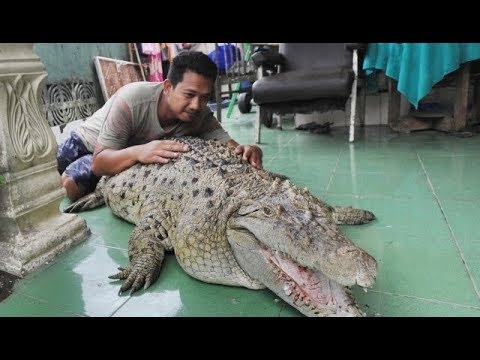 Video: Cara Membuat Mangkuk Air Anjing Mengisi Diri yang Penuh Gaya