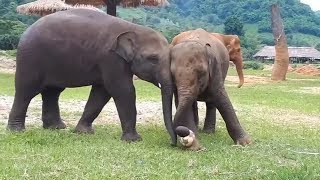 World Cup fever hits animals: Baby elephants play football in Thailand World Cup fever hits animals: Baby elephants play football in Thailand