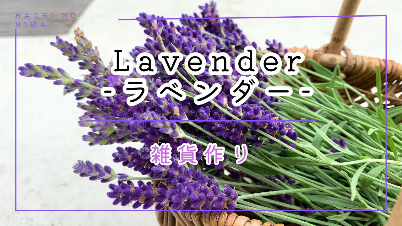 手作り小物】初夏の香り、採れたてラベンダーで簡単雑貨作り❣️【花