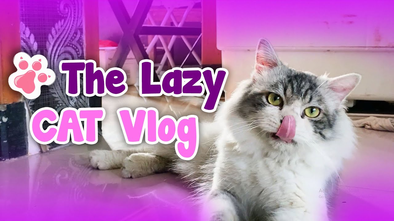 Moly’s Random Chill Day – The Cutest Laid-Back Cat Moments