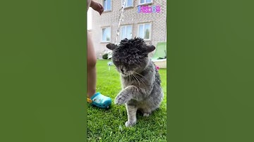 poor kitty #fyp #cutecat #funnycats #funny #cute #viral #funnycatlings #subscribe