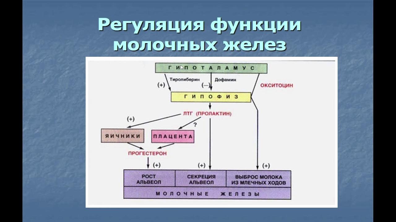 Диаграмма половой системы. Женская половая система 8 класс