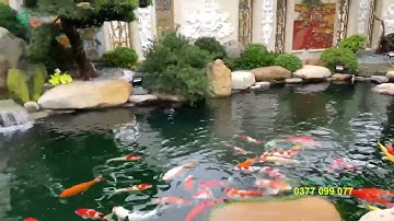 Thiết kế và thi công sân vườn - hồ cá Koi | Lưu Đạt