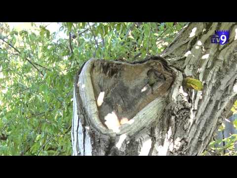 საშეშე მერქნის ბილეთების უსასრულო მოლოდინი