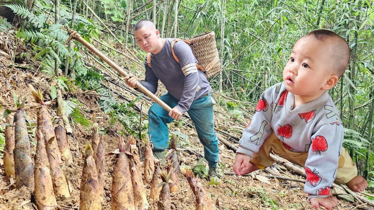 Harvesting giant bamboo shoots at the beginning of season and bringing them to the market to sell.