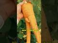 wortel dulu bukan warna orange ⁉️ #shortsvideo