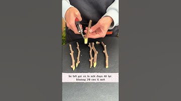 Cách Giâm Cành Hoa Giấy Chuẩn Chuyên Gia – Ra Rễực Cực Nhanh#shorts