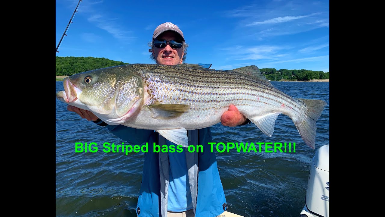 BIG striped bass on TOPWATER lures! YouTube