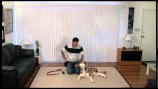 Basic Dog Training Skills - Using Equipment - 02 Martingale Collars