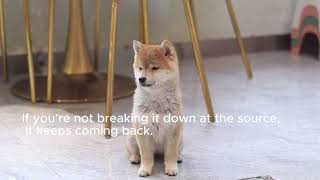 Your Dog Smell Is Coming From This not What You Think