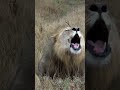 Lions Must Fight To Survive??? #animals #facts #wildanimals #nature #shorts #lion