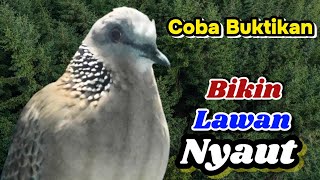 Derkuku Gacor Suara Jernih, Masteran Burung Modern