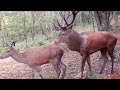 HUGE Red Stag 23 points Looking To Mate.