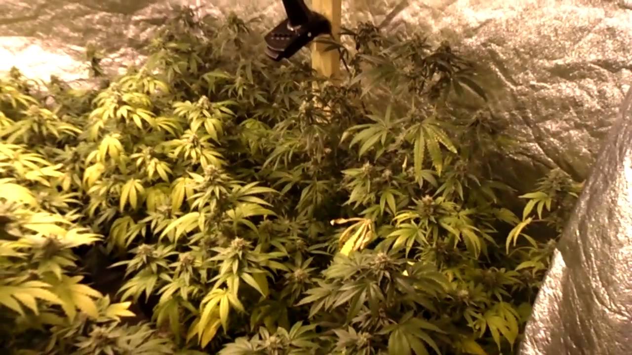 og kush get ready for the shooting powder!