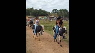 boidade sela em  pitangueiras