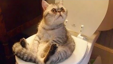 Infinite Rizz Funny Cat Compilation - A Cat with FailArmy