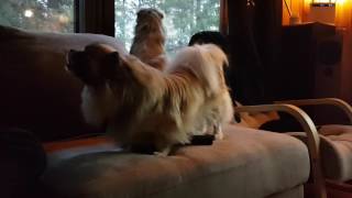 Tibetan spaniel barking