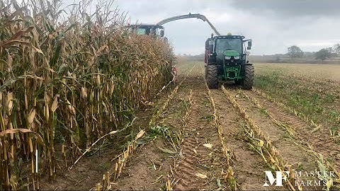 Maize harvest complete✅ Purple cauliflowers! First cut grass in September and cows enjoying the sun!