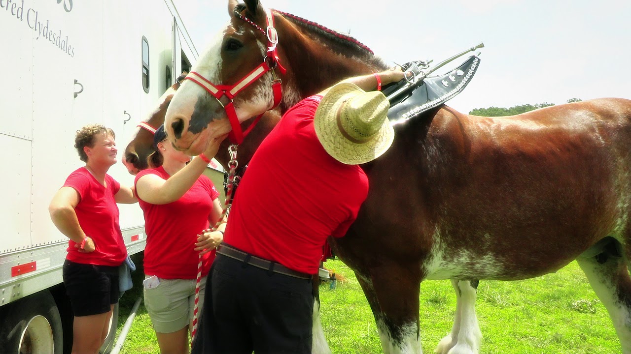 Soaring Eagle Farms at BakerSpain YouTube