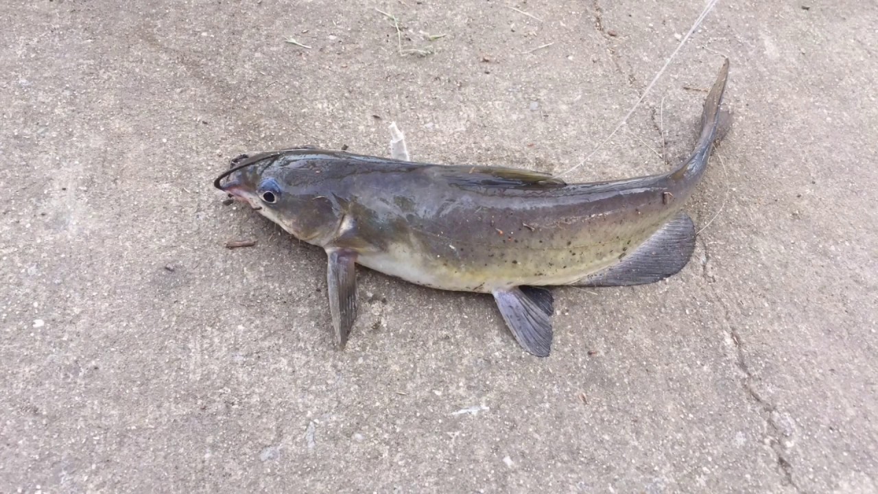 Night crawlers as bait for catfish? YouTube