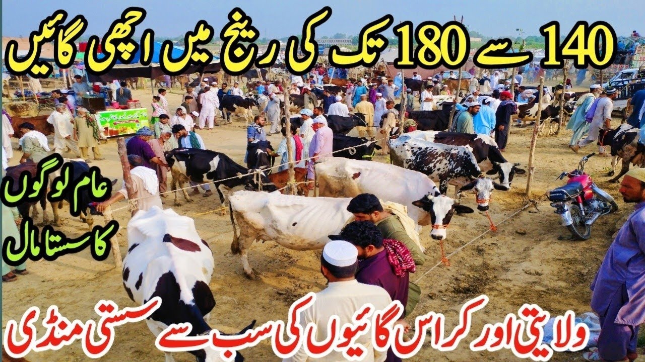 Gondal Mandi latest update 26Feb 2026! Cholistani cow!jersy cow for sale!HF cow!#cow#farming