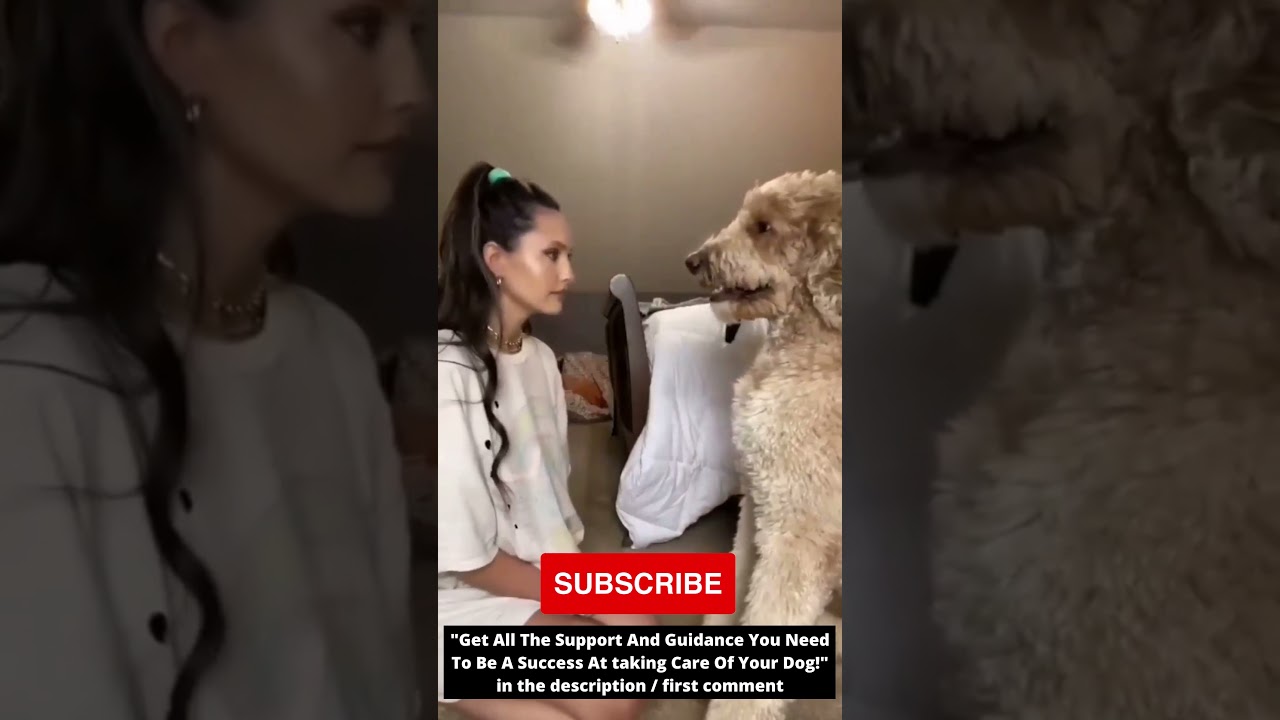 Kiss your dog on head and record his reaction challenge short YouTube