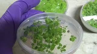 Cultures Of Arabdopsis Thaliana, The Model Plant Having Whole Genome Sequenced