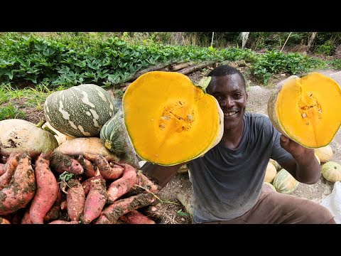 how to reap the best pretty pumpkin on the farm and potato for the market