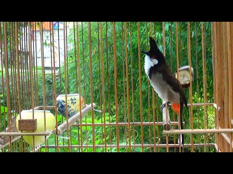 Video Luyện giọng cho chào mào hót sáng, ép chào mào hót âm... - youtube