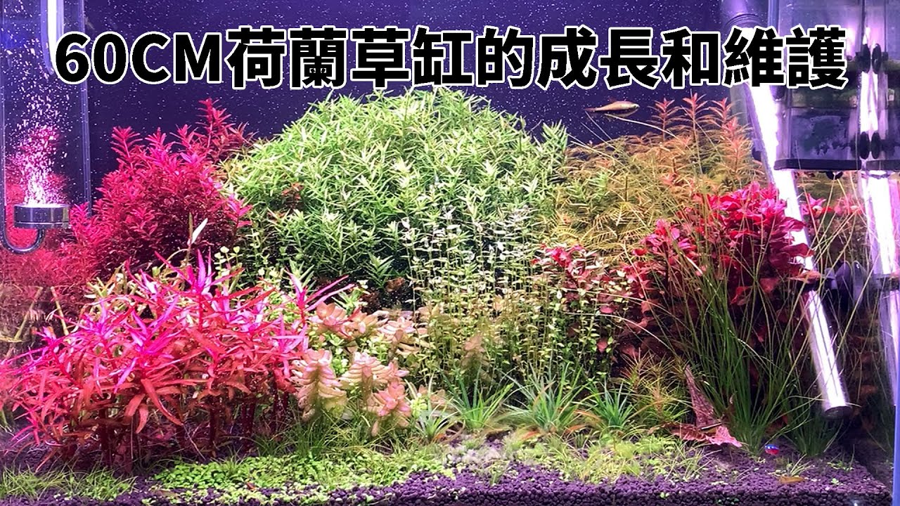 二月二龍抬頭 我給水草剃個頭 記錄60cm荷蘭菜地草缸3個月的成長和維護 水世界水族館 Youtube