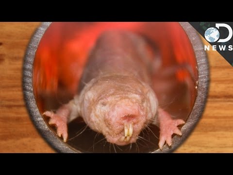 Why Did Naked Mole Rats Evolve To Be So Awesome?!