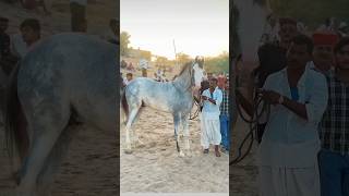 Balotra Mele Aaya Stallion Lankesh Jabardast