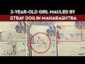 Maharashtra Dog Attack Case | Cuts On Lips, Eye: 2-Year-Old Girl Mauled By Stray Dog In Maharashtra