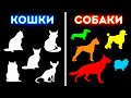 Вот почему разные породы собак выглядят по-разному, а все кошки — почти одинаково!