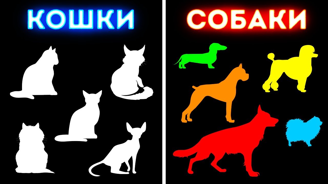 как кошки ладят с собаками
