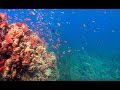 Mavi Tutku - Yapay Resifler