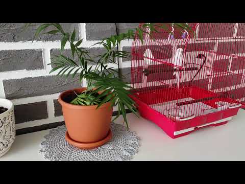 🌱 МОИ КОМНАТНЫЕ
