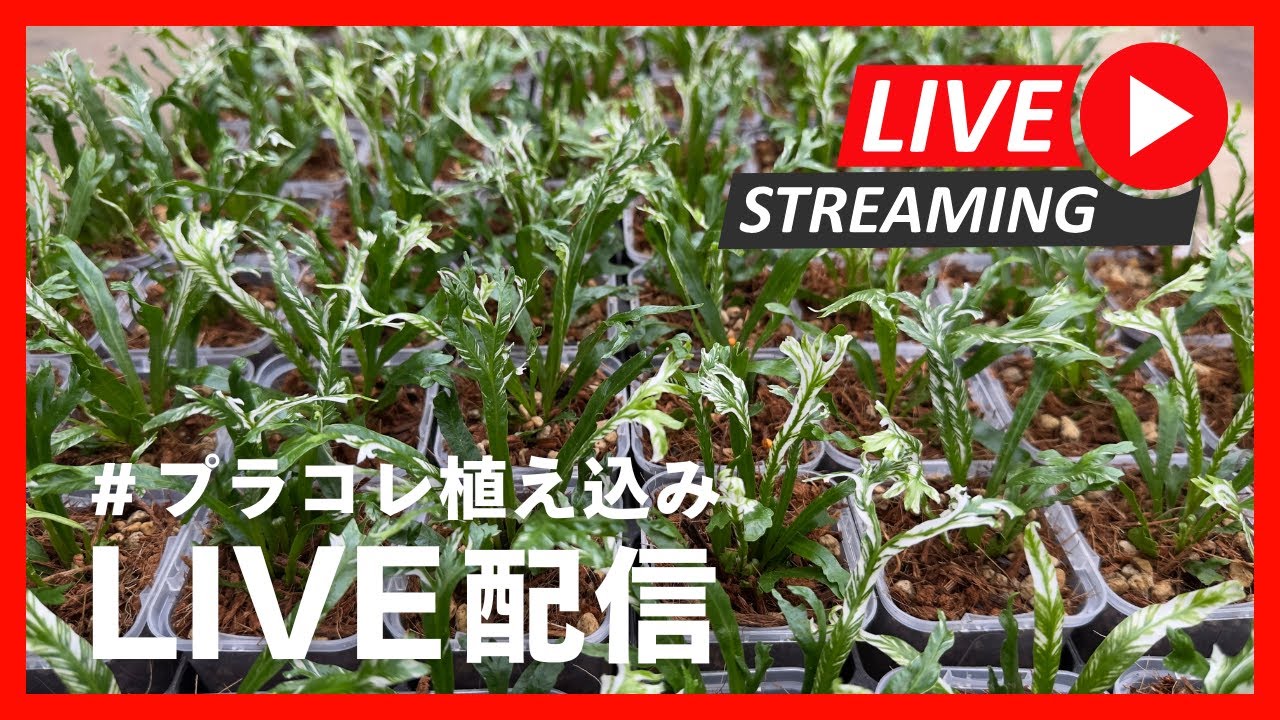 2025.7.9】プランツコレクション植え込み アルプレニウム ニダス