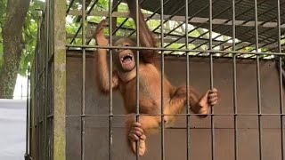 This is the baby orangutan's reaction when he saw his keeper bringing milk, the orangutan cried