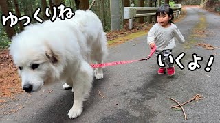 【ついに】超大型犬のお散歩を完全にマスターした歳児が凄すぎました…グレートピレニーズ&オールドイングリッシュシープドッグ&トイプードル