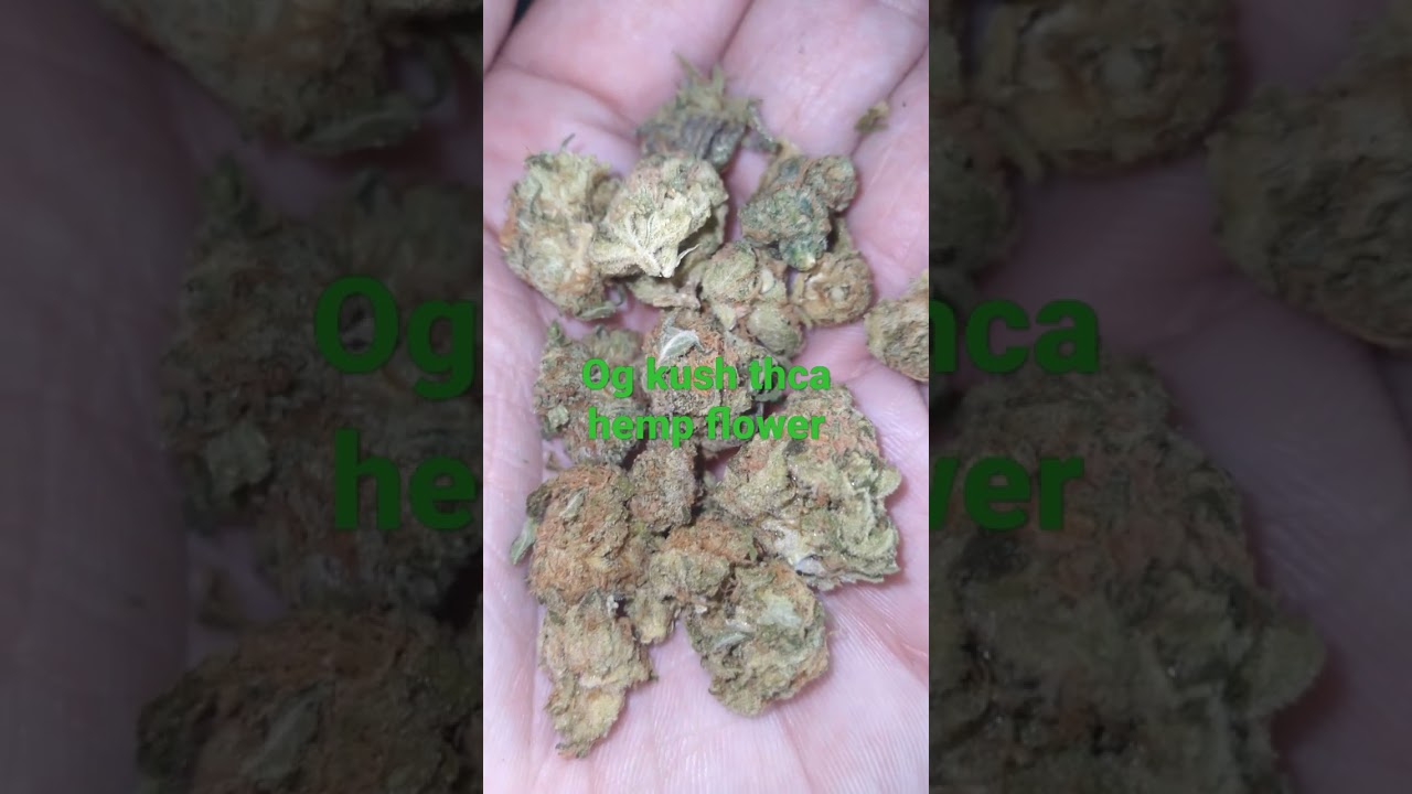 og kush thca hempflower showcase