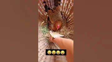 استخدم ذكاءه في استخراج البيض Shorts 