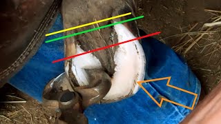 Trimming a PONY with LAMINITIS// EDUCATIONAL // Foundered PONY // S&amp;S Horseshoeing