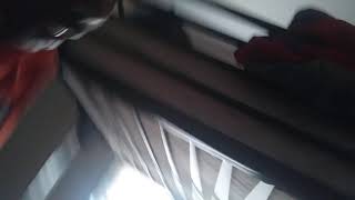 My Dog Ran Away Prank