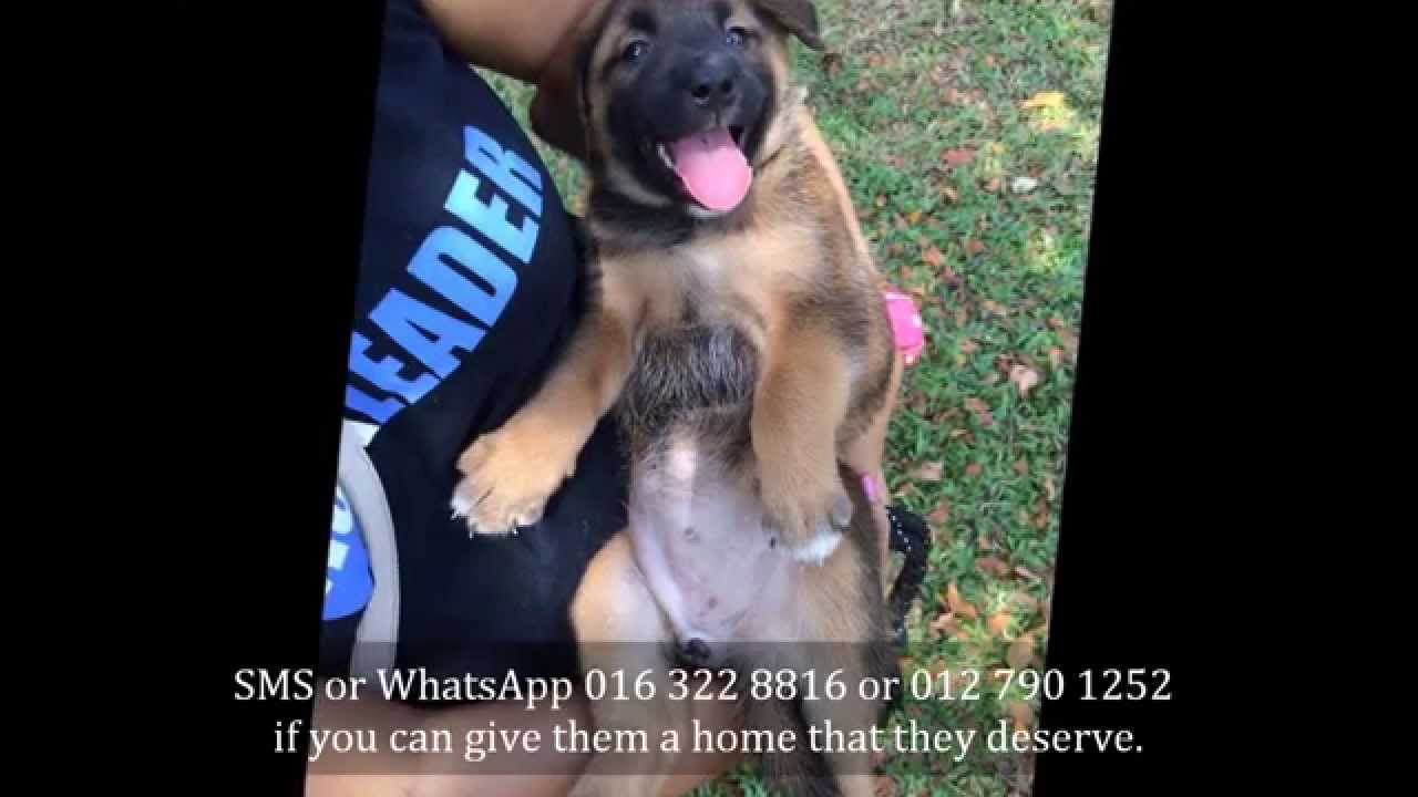 Puppies for Adoption YouTube