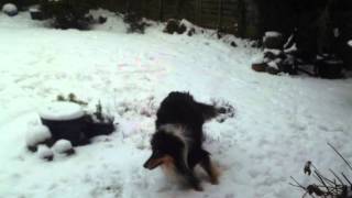 Maximus in the snow