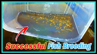 How to Grow Guppy Molly Baby Faster || Care Tips For Baby Fish And Natural Growing Setup