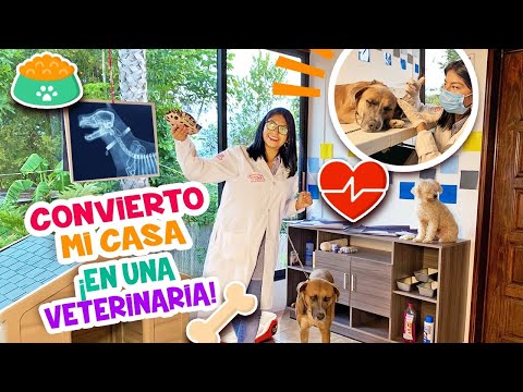 Video: Cómo Desensibilizar A Su Mascota Al Veterinario