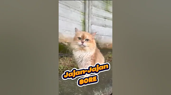 Watch the video about #cat #catlover #cute #britishshorthair #munchkin #munchkincat #pets #animals #shortvideo #shorts